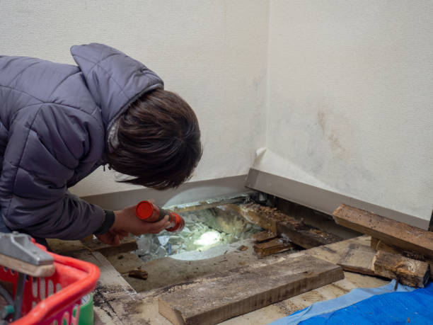 Best Black Mold Removal  in Conneaut, OH