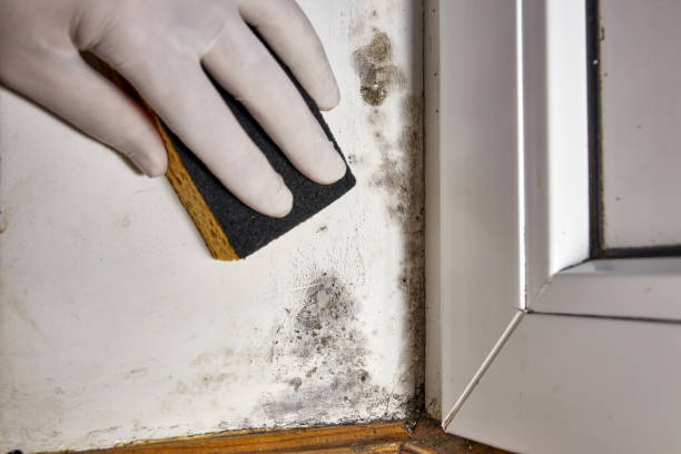 Best Crawl Space Mold Remediation  in Conneaut, OH