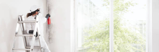 Best Environmental Consulting for Mold Prevention  in Conneaut, OH