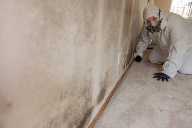 Reliable Conneaut, OH Mold Removal Solutions